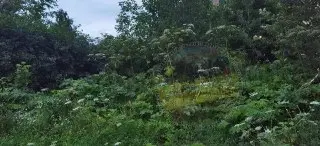 Борщевик-гигант захватывает ЖК «Столичный»: кто наведет порядок?