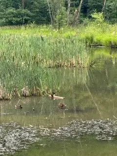 Редкую Хохлатую чернеть заметили на водоеме