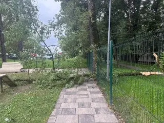 Дерево рухнуло на собачью площадку: пострадал забор