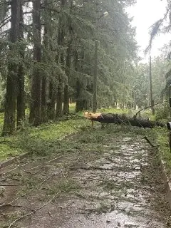 Ураган в Подъячево: дерево рухнуло на дом и оборвало провода