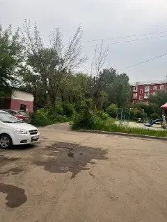 Сухие Деревья на Литейной Угрожают Пешеходам
