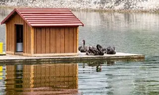 На ВДНХ появились три пары черных лебедей с именами