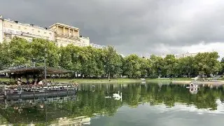 На Патриарших прудах снова вылупились птенцы лебедей