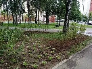 Обновление сквера: новые кустарники украсили «Берёзовую рощу»