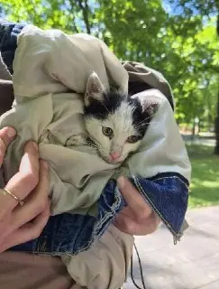 Котенок застрял на дереве: спасатели пришли на помощь