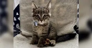 Котёнка спасли из-под машины на улице Новой