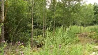 Борщевик в Лосино-Петровском: Уничтожено 2 Гектара Сорняка