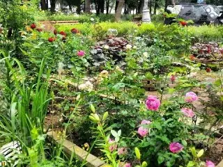 Жители Чертаново Создали Цветущий Сад во Дворе