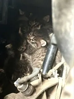 Шесть котят нашли укрытие под капотом автомобиля в Балашихе