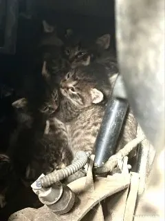 Котята спасены из капота автомобиля в Балашихе
