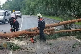 Дерево перегородило дорогу к Красной Пойме: начались работы по распиловке