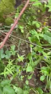 Жители деревни опасаются растяжек с гранатами в лесу