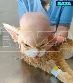 16-летний кот с опухолью спасен в Подольске