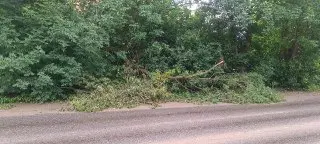 Сломанное дерево на улице Полосухина: когда его уберут?