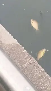 В Тимоховком пруду гибнет рыба из-за загрязнения воды
