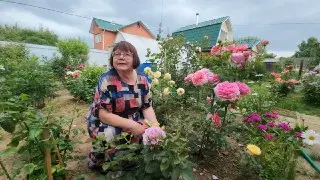 Уникальная коллекция роз: жительница Красноармейска удивляет соседей