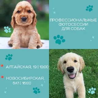 Бесплатная фотосессия для питомцев в Гольяново в эту субботу