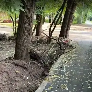 Проверка повреждённых корней деревьев на Саянской улице