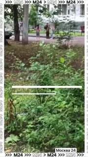 В Алтуфьевском районе зафиксировано жестокое обращение с ребёнком