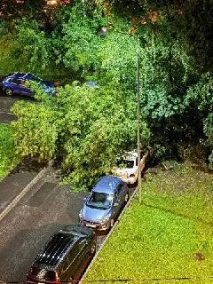Упавшее дерево повредило автомобили в 8-м микрорайоне
