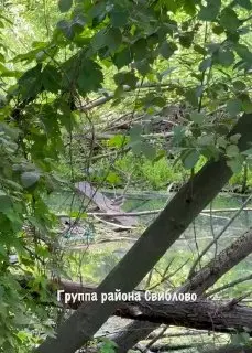 Редкий Кулик-перевозчик замечен на Яузе: угроза исчезновения
