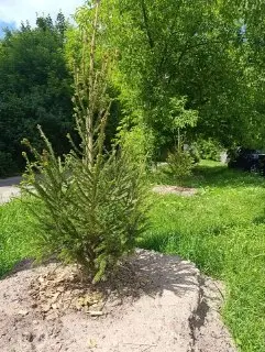 Администрация передала саженцы для озеленения двора в Красногорске