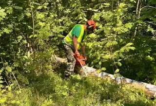 Лес под Воскресенском очищают от больных деревьев