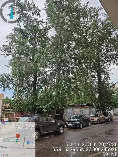 Запланированная Опиловка Деревьев Вредит Птицам: Экстренное Обращение