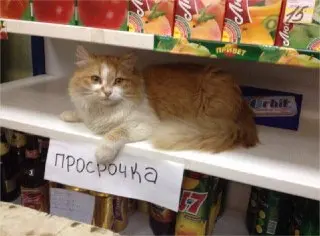 Автоматические штрафы для магазинов за продажу просроченных товаров