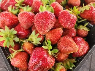 Фермерское Хозяйство «Ягодная Свита» Увеличивает Производство Ягод