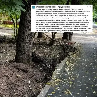 Повреждение корней деревьев на Саянской: управа принимает меры