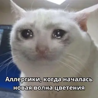 Начало цветения растений в Москве: советы для аллергиков