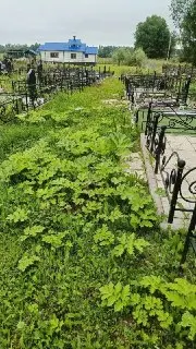 Кладбище в Отяково захвачено борщевиком: призыв к администрации