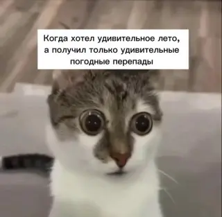 Температура в Москве опустилась до рекордных +10,4°C