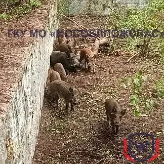 Спасение семьи кабанов из бетонной ловушки в Подмосковье