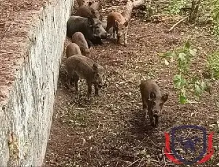 Спасение Кабанчиков: Дикие Животные Освобождены из Ловушки