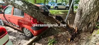 Дерево упало на автомобиль на парковке у поликлиники