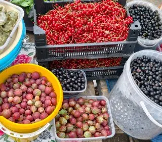 Как легально продавать урожай: советы для дачников