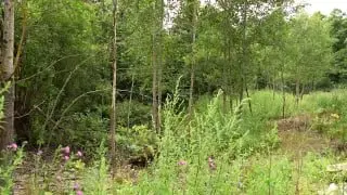Борщевик в Лосино-Петровском: Уничтожение 2 Гектаров Сорняка