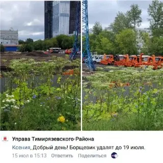 В районе активно удаляют опасный борщевик с клумб