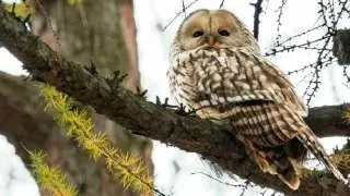 Редкая Неясыть Снова Заметили в Лесопарке Люблино