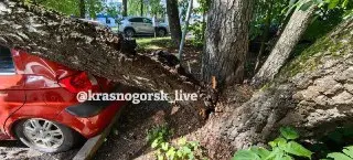 Дерево упало на автомобиль на парковке поликлиники