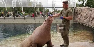 Московский зоопарк пополнился моржихой Тамарой из Краснодара