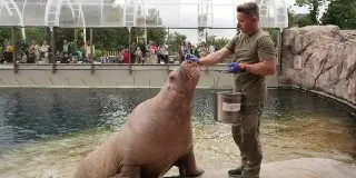 В Московском зоопарке поселилась самка моржа по имени Тамара