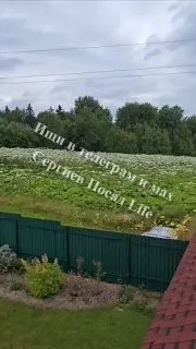 Борщевик угрожает селу Еремино: жители требуют действий