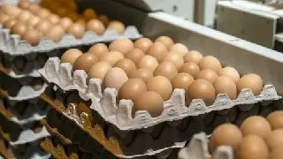 Цены на продукты в России: яйца и овощи подешевели на лето