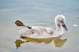 Как правильно кормить водоплавающих птиц в парках
