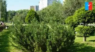 Тысячи гостей наслаждаются «Ночью в парке» в Лобне