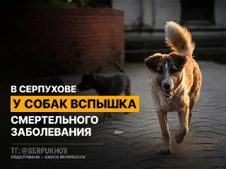 В Серпухове ветеринары бьют тревогу из-за болезни собак