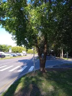 Опасный пешеходный переход в Алтуфьевском районе: что делать?